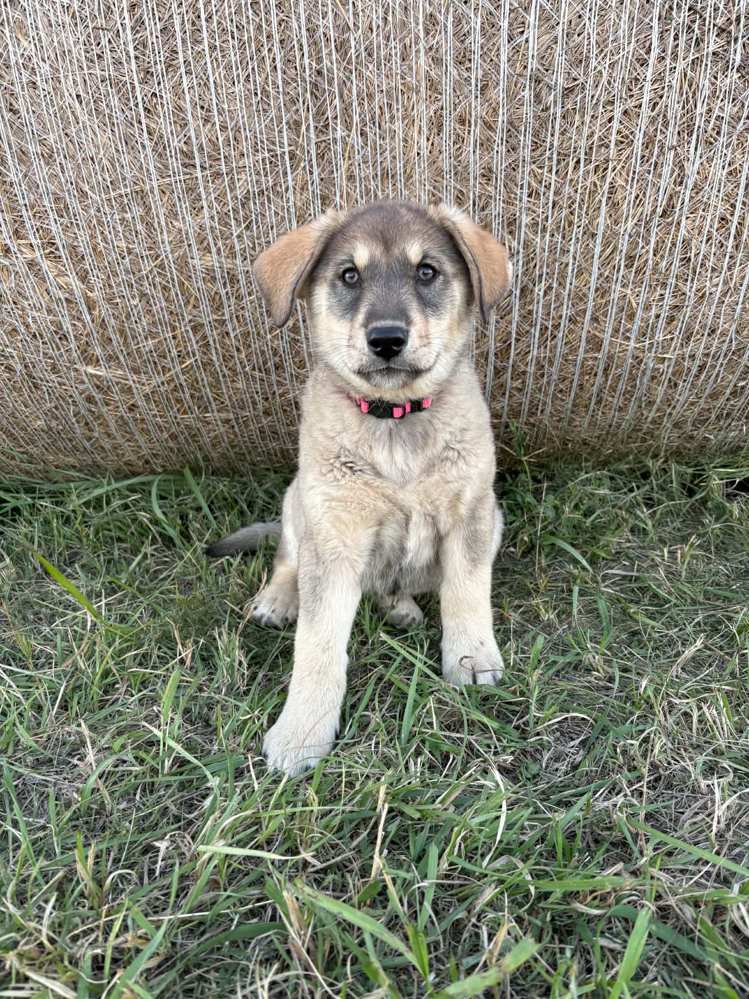 Sugar - Shepherd mix available for adoption in Saskatchewan