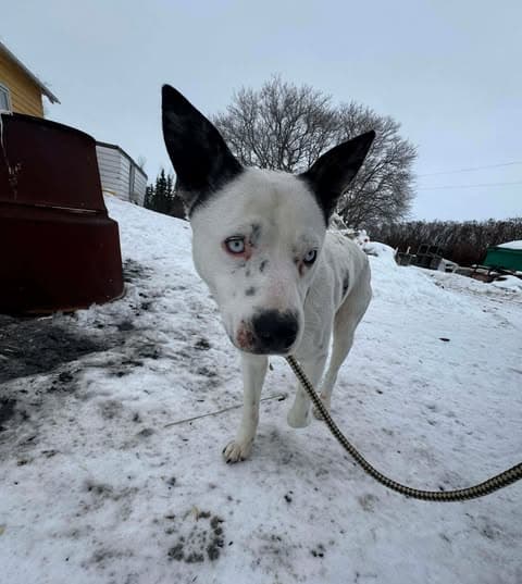 Arlo - Husky/Heeler mix available for adoption in Saskatchewan