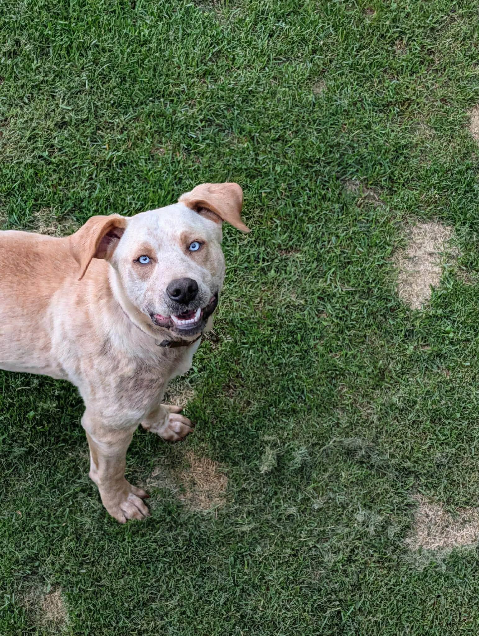 Juniper - Lab/Husky mix available for adoption at Running Wild Rescue in Regina