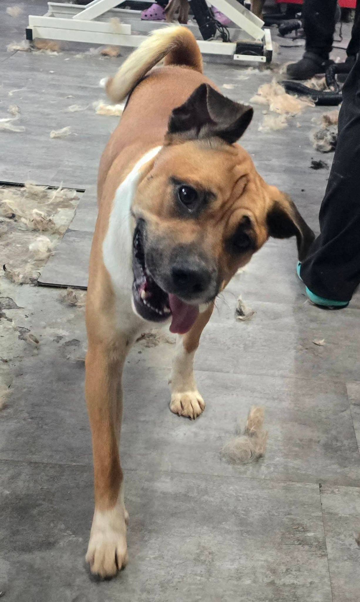 Max - Staffy mix available for adoption in Saskatchewan