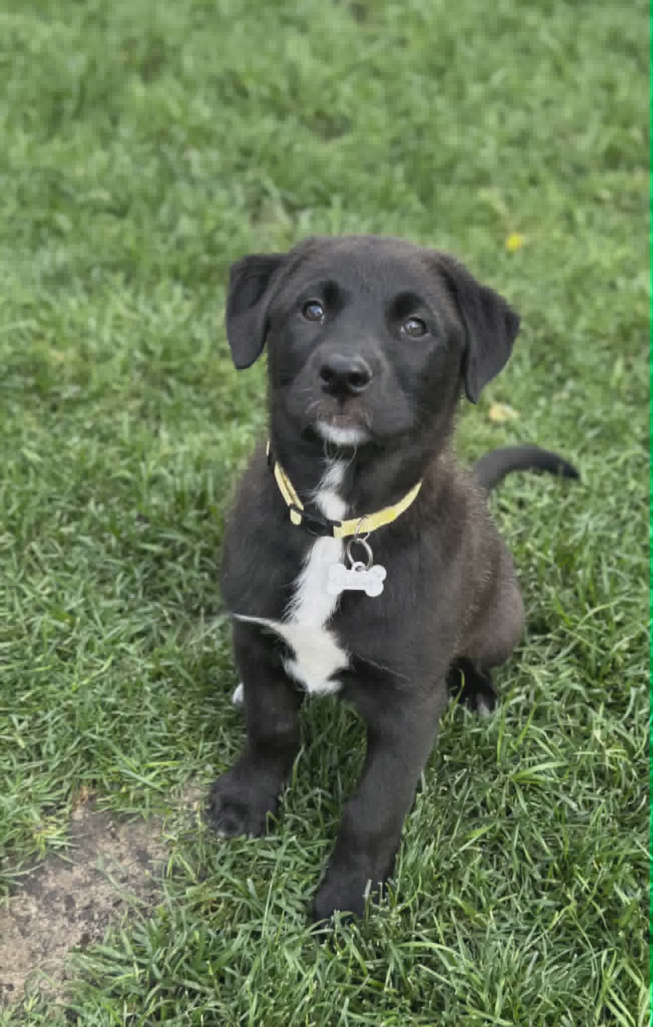 Oakley - Shepherd/Husky mix available for adoption