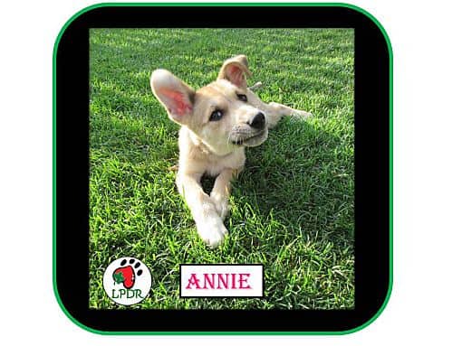 Annie - German Shepard/Golden Retriever Cross available for adoption
