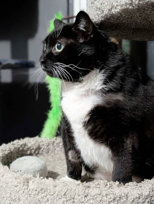 Shamu - Domestic Long Hair available for adoption