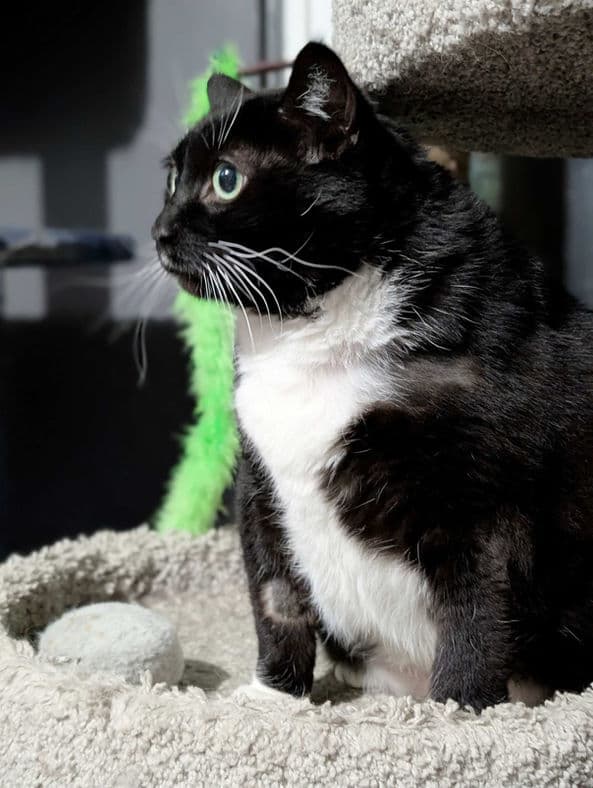 Shamu - Domestic Shorthair cat available for adoption in Calgary
