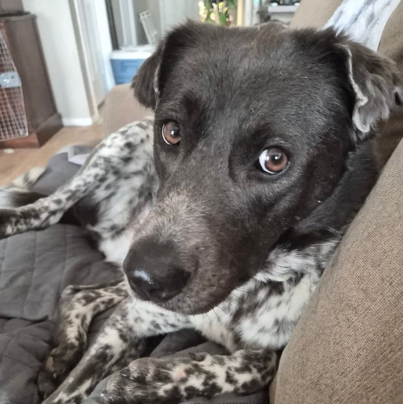 Harnette - Collie X available for adoption in Calgary