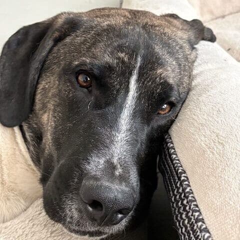 Javalanche - Akita X available for adoption in Calgary