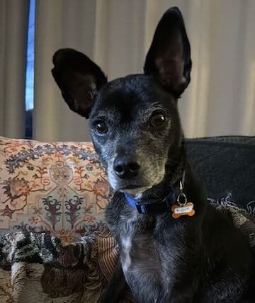 Negrito - Chihuahua X available for adoption at Pawsitive Match in Calgary