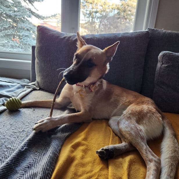 Mona - Australian Cattle X available for adoption at Pawsitive Match in Calgary