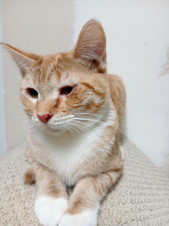 Yahtzee - Domestic Shorthair cat available for adoption at Pawsitive Match in Calgary