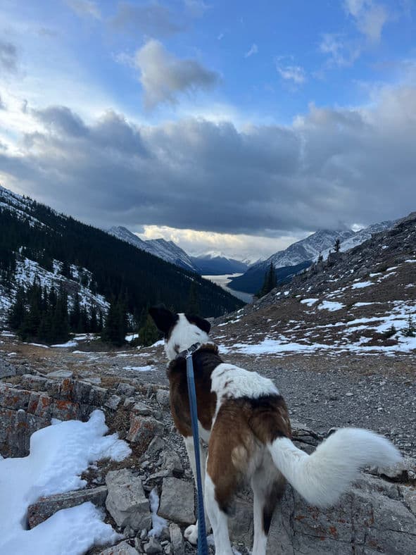 Zeus - St Bernard X available for adoption at Pawsitive Match in Calgary