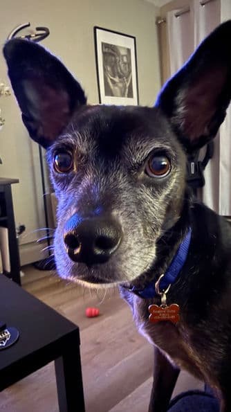 Negrito - Chihuahua X available for adoption at Pawsitive Match in Calgary