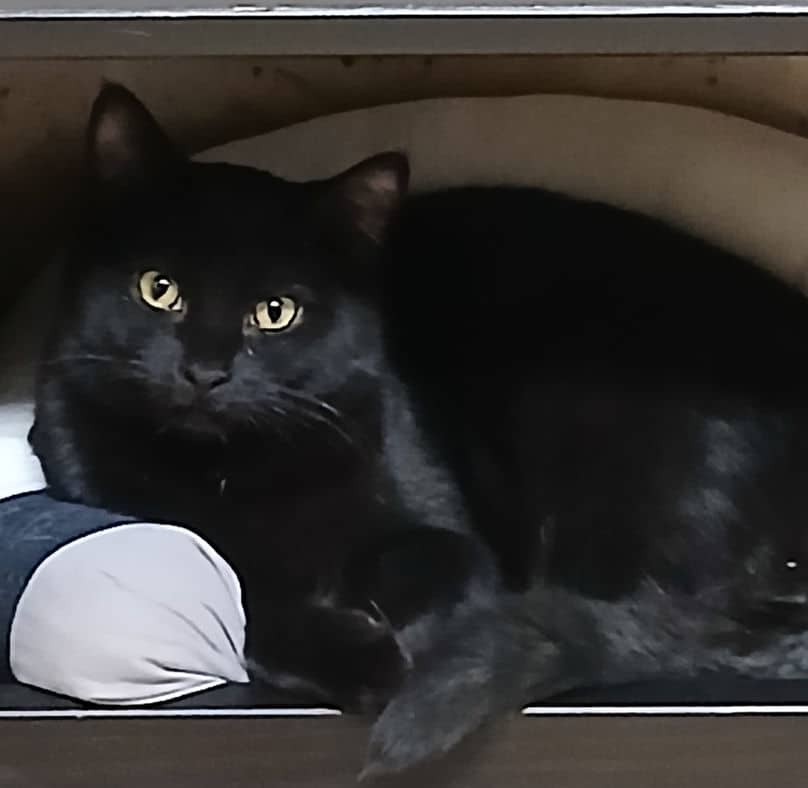 Othello - Domestic Short Hair cat available for adoption at Pawsitive Match in Calgary