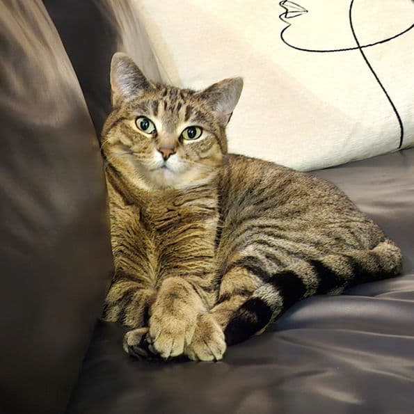 Miss Monroe - Domestic Shorthair cat available for adoption at Pawsitive Match in Calgary