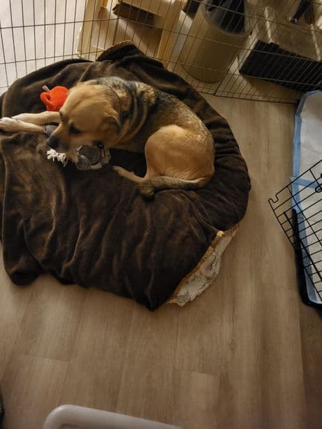 Sharla - Shepherd X available for adoption at Pawsitive Match in Calgary