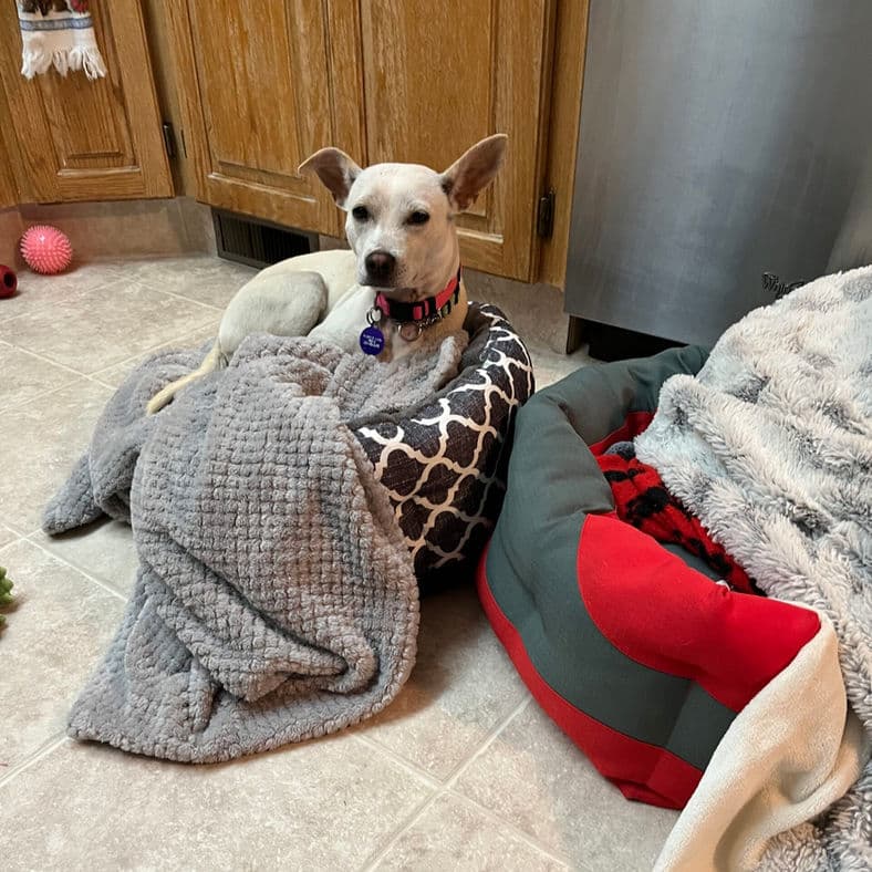 Merida - Chihuahua X available for adoption at Pawsitive Match in Calgary