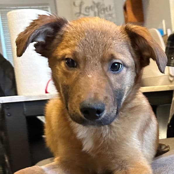 Rudolph - Shepherd X available for adoption at Pawsitive Match in Calgary