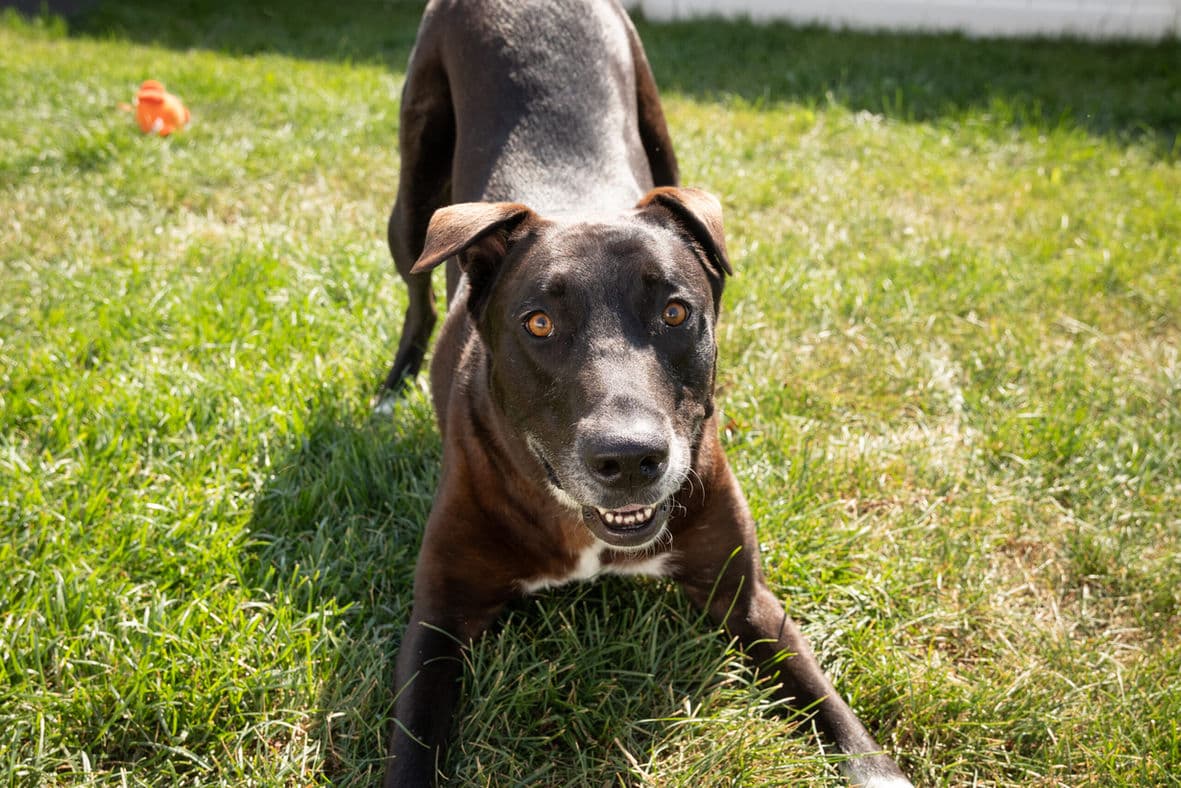 Zena - Collie X available for adoption at Pawsitive Match in Calgary
