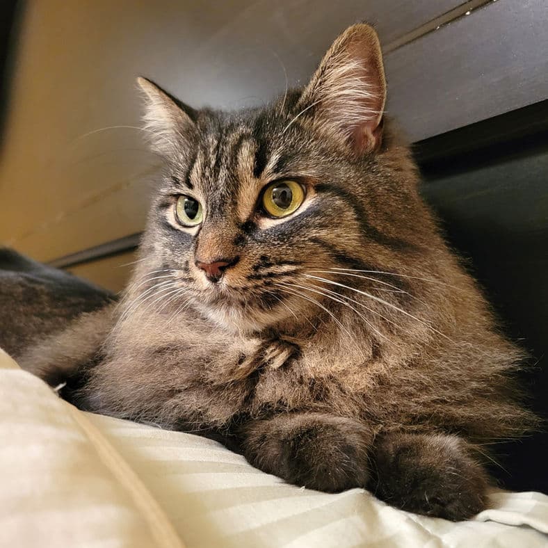 Thea - Domestic Shorthair cat available for adoption at Pawsitive Match in Calgary