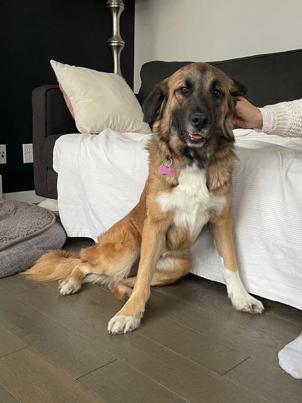 Brynn - Shepherd X available for adoption in Calgary