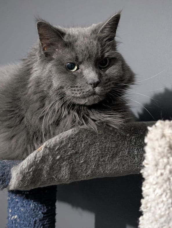 Smokey - Domestic Shorthair cat available for adoption at Pawsitive Match in Calgary