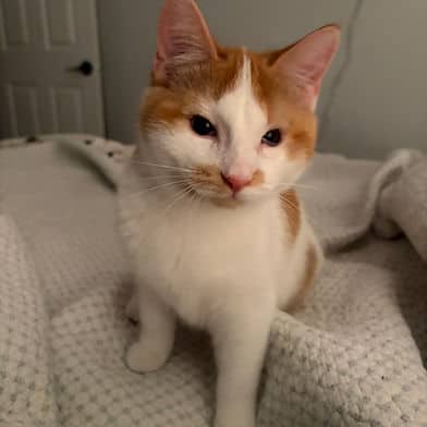 Brandon - Domestic Shorthair available for adoption