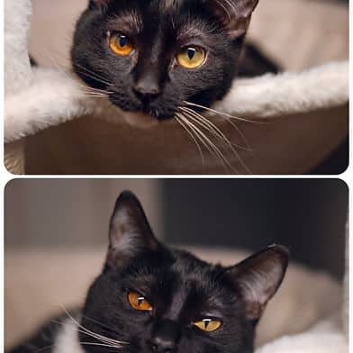 Molly - Domestic Shorthair available for adoption