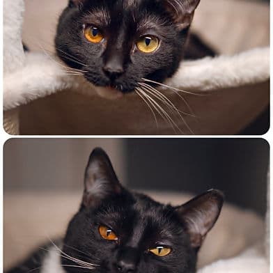 Molly - Domestic Shorthair available for adoption