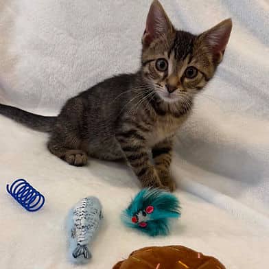 Charlie Brown - Domestic Shorthair cat available for adoption at Winnipeg Kitten Adoption in Winnipeg