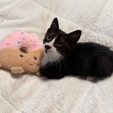 Linus - Domestic Shorthair cat available for adoption at Winnipeg Kitten Adoption in Winnipeg