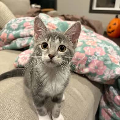 Rio - Domestic Shorthair cat available for adoption at Winnipeg Kitten Adoption in Winnipeg