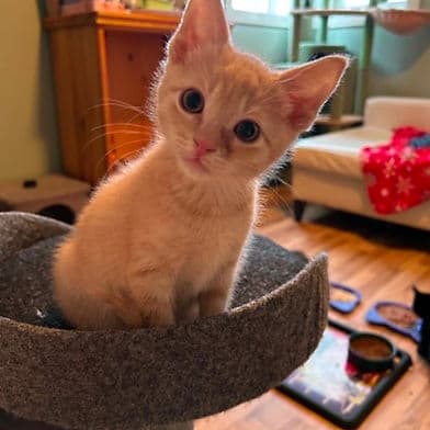 Septa - Domestic Shorthair available for adoption