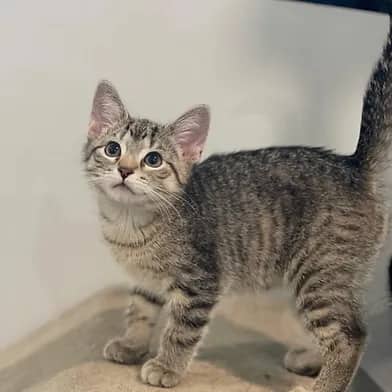 Flint - Domestic Shorthair cat available for adoption at Winnipeg Kitten Adoption in Winnipeg