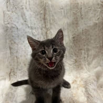 Beckett - Domestic Shorthair cat available for adoption at Winnipeg Kitten Adoption in Winnipeg
