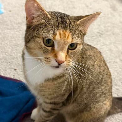 Byrdie - Domestic Shorthair available for adoption