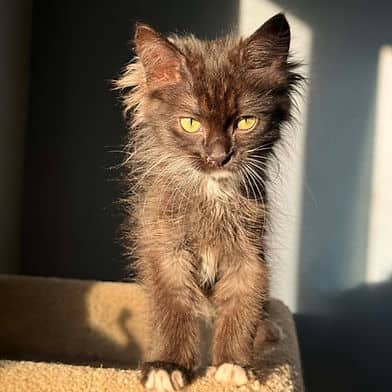 Snow Pea - Domestic Shorthair available for adoption
