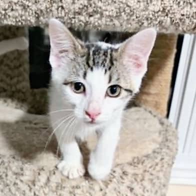 Frasier - Domestic Shorthair available for adoption