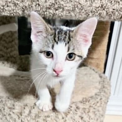 Frasier - Domestic Shorthair available for adoption
