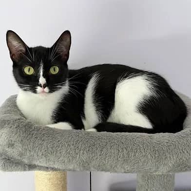 Chiffon - Domestic Shorthair cat available for adoption at Winnipeg Kitten Adoption in Winnipeg