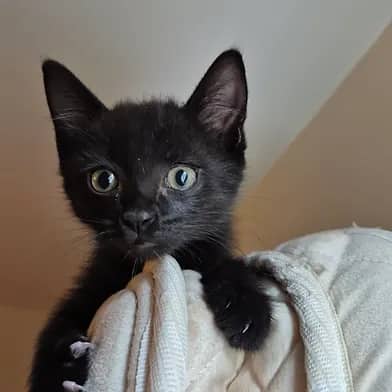 Jag - Domestic Shorthair cat available for adoption at Winnipeg Kitten Adoption in Winnipeg