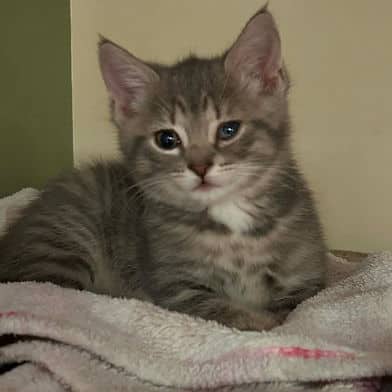 Loa - Domestic Shorthair available for adoption