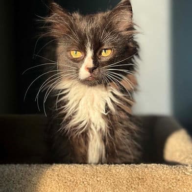 Amaranth - Domestic Shorthair available for adoption