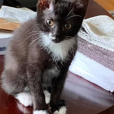 Infinity - Domestic Shorthair available for adoption