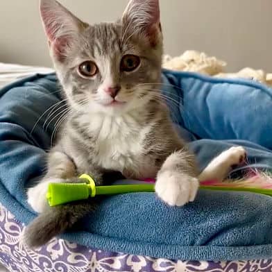 Ernie - Domestic Shorthair available for adoption