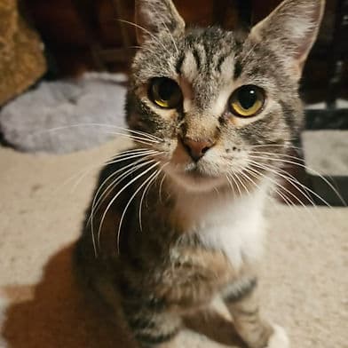 Jemmy - Domestic Shorthair available for adoption