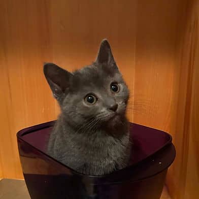 Golden Fleece - Domestic Shorthair available for adoption