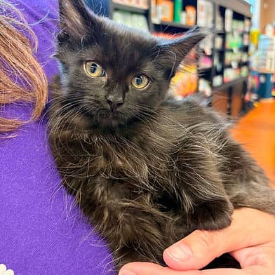 Starling - Domestic Shorthair available for adoption