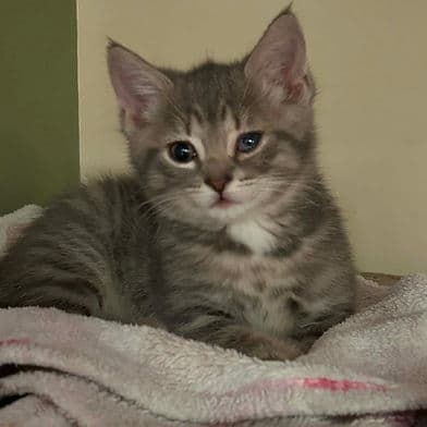 Loa - Domestic Shorthair cat available for adoption at Winnipeg Kitten Adoption in Winnipeg