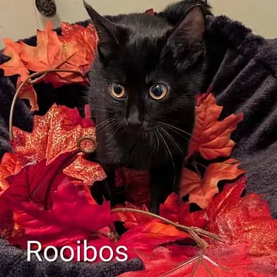 Rooibus - Domestic Shorthair cat available for adoption at Winnipeg Kitten Adoption in Winnipeg