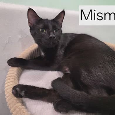 Mismo - Domestic Shorthair available for adoption