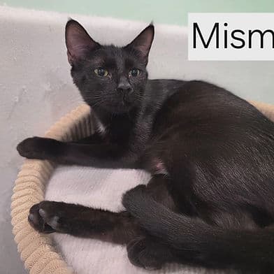 Mismo - Domestic Shorthair available for adoption